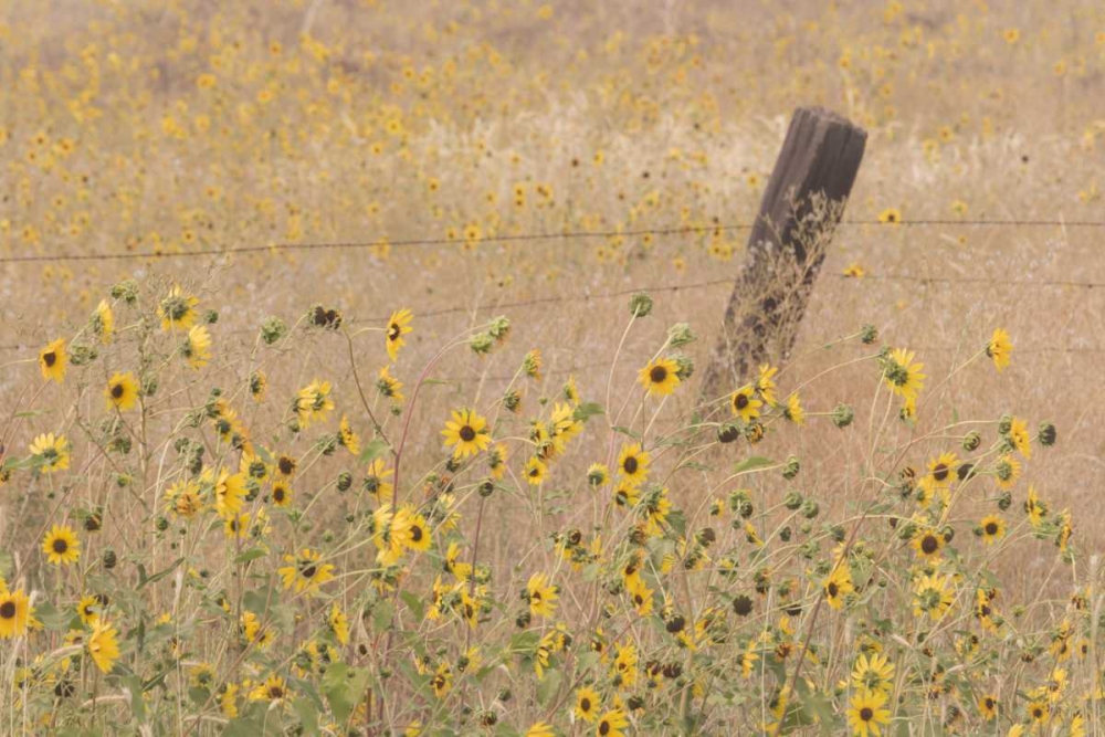 CA, Adin Barbed fence in field of sunflowers art print by Don Paulson for $57.95 CAD