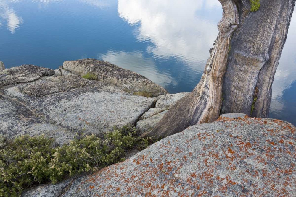CA, Toiyabe NF Rocks and tree by Granite Lake art print by Don Paulson for $57.95 CAD