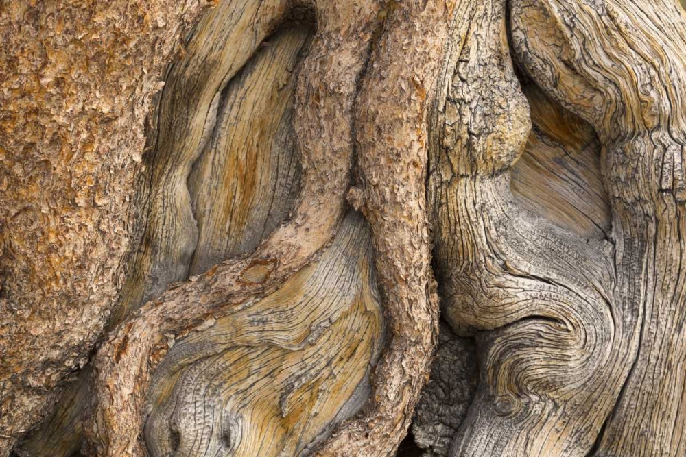 California, Inyo NF Gnarled pine tree trunk art print by Don Paulson for $57.95 CAD