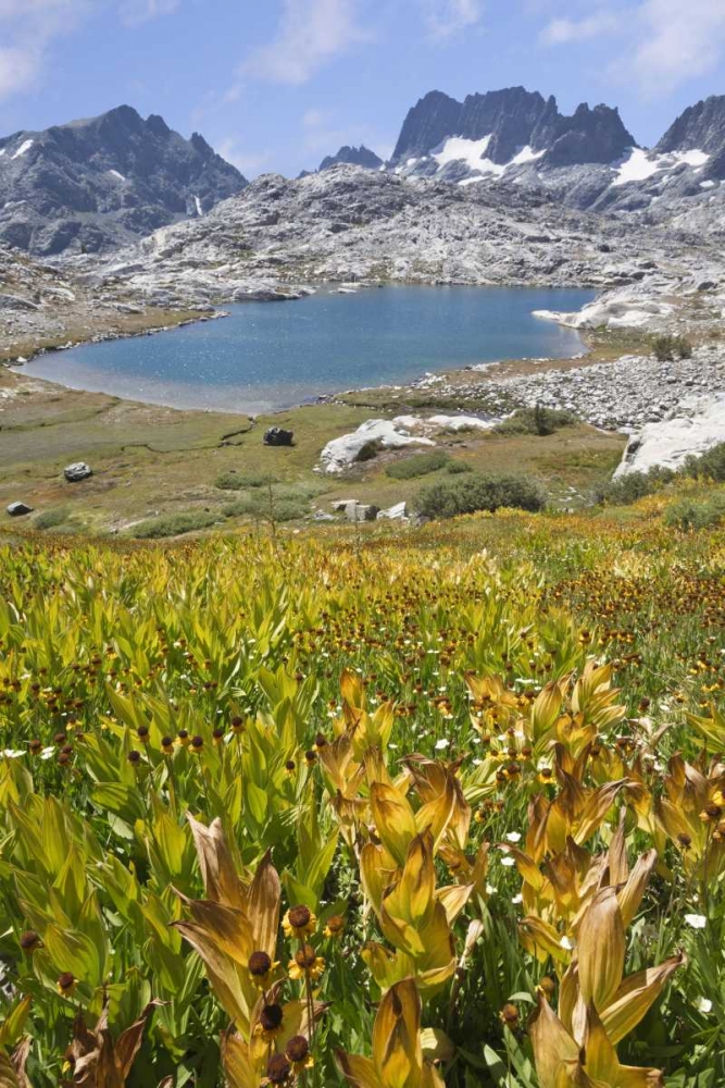 CA, Inyo NF Field of flowers and Nydiver Lake art print by Don Paulson for $57.95 CAD