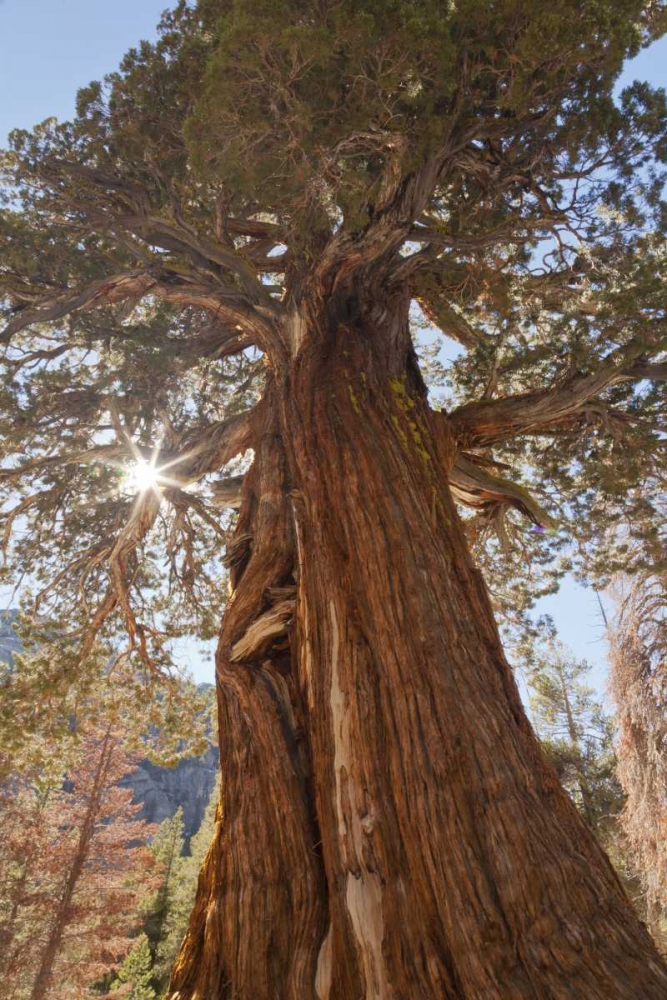 CA, Inyo NF Juniper tree on Shadow Lake trail art print by Don Paulson for $57.95 CAD