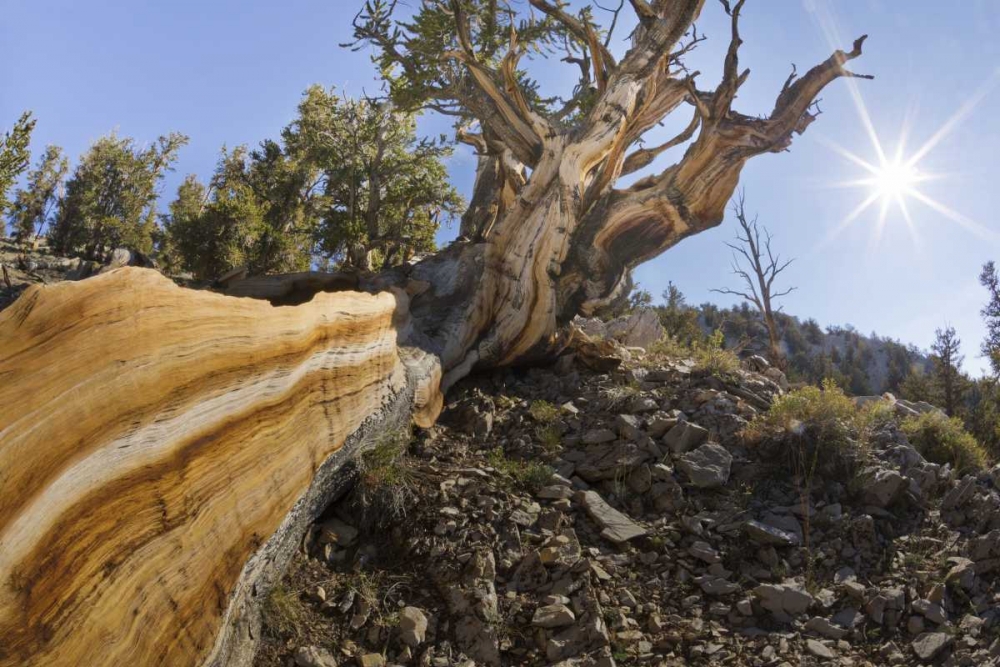 CA, Inyo NF Bristlecone pine tree in Pine Forest art print by Don Paulson for $57.95 CAD