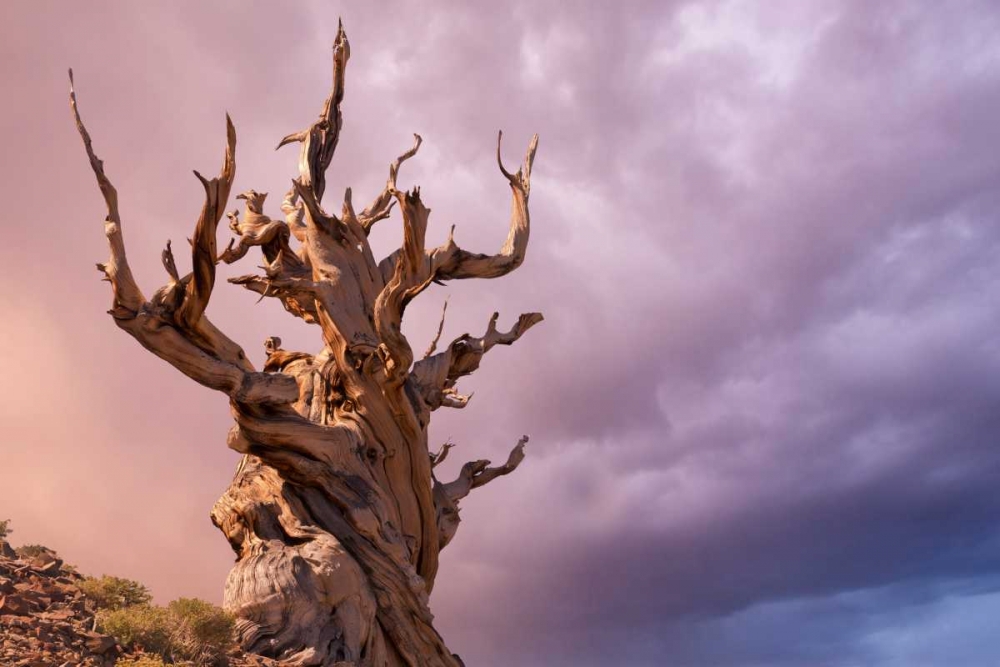 CA, Inyo NF, Bristlecone Forest The Sentinel art print by Don Paulson for $57.95 CAD