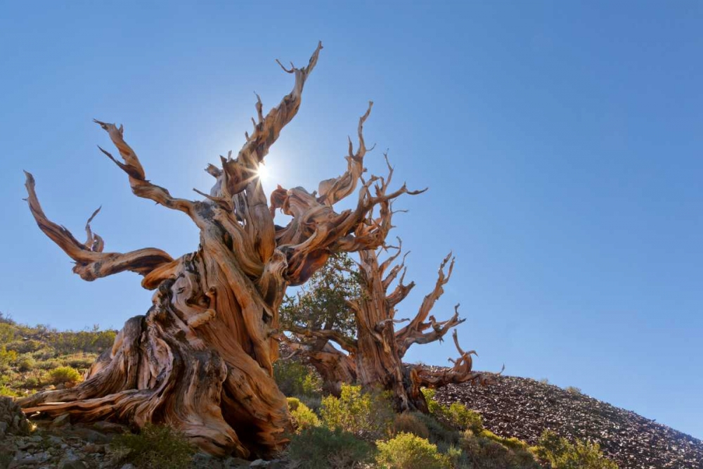 CA, Inyo NF, Bristlecone Forest The Sentinel art print by Don Paulson for $57.95 CAD