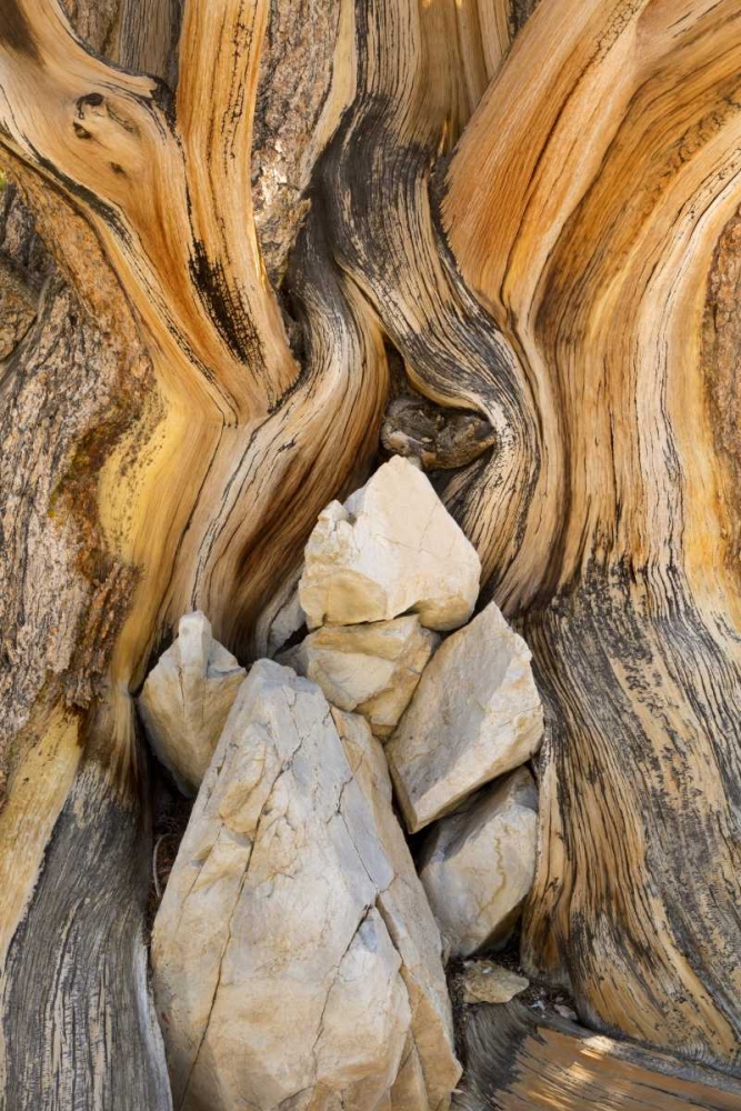 CA, Inyo NF Patterns in bristlecone pine wood art print by Don Paulson for $57.95 CAD