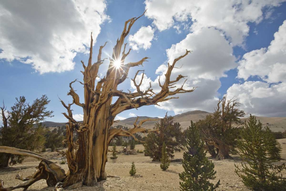 California, Inyo NF Bristlecone Pine Forest art print by Don Paulson for $57.95 CAD