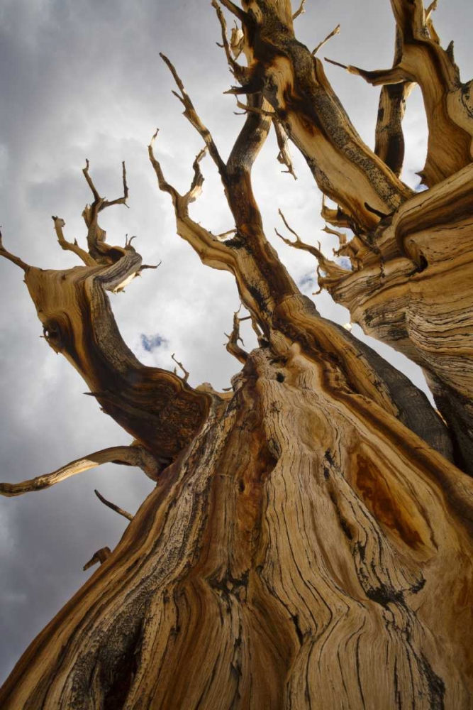 CA, Inyo NF  Ancient Bristlecone Pine Forest art print by Don Paulson for $57.95 CAD