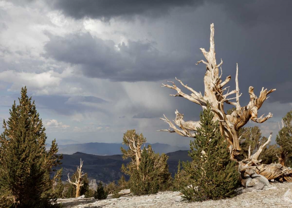 California, Inyo NF Bristlecone Pine Forest art print by Don Paulson for $57.95 CAD