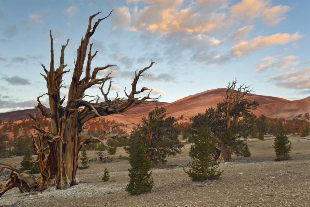 California, Inyo NF Bristlecone Pine Forest art print by Don Paulson for $57.95 CAD