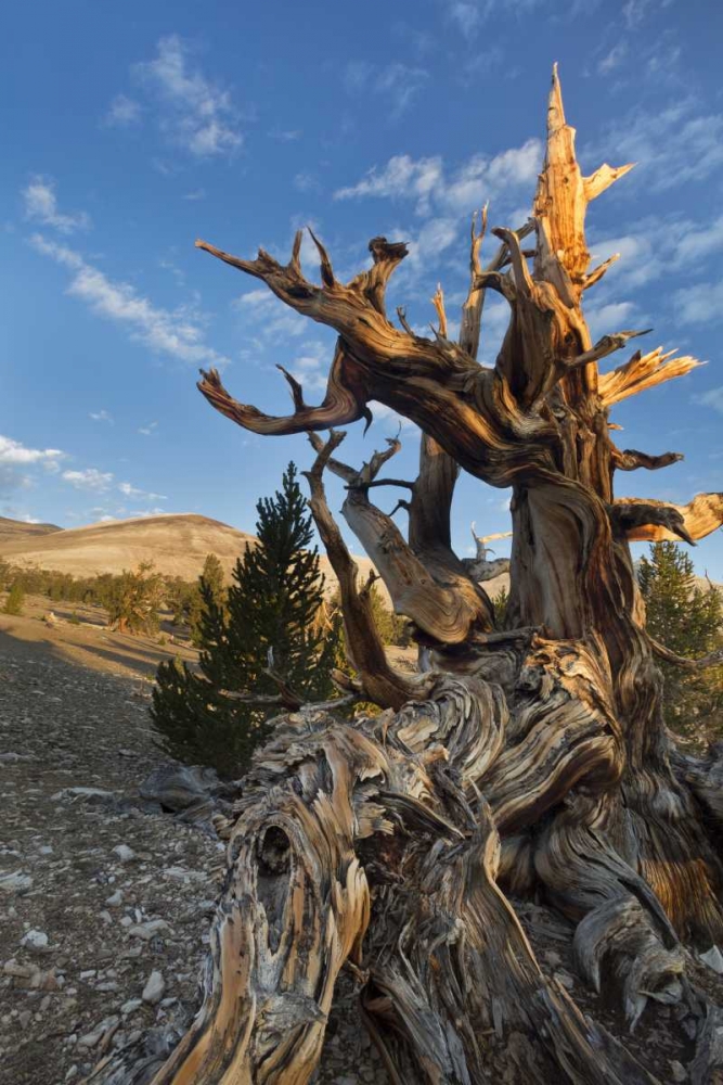 CA, Inyo NF  Ancient Bristlecone Pine Forest art print by Don Paulson for $57.95 CAD