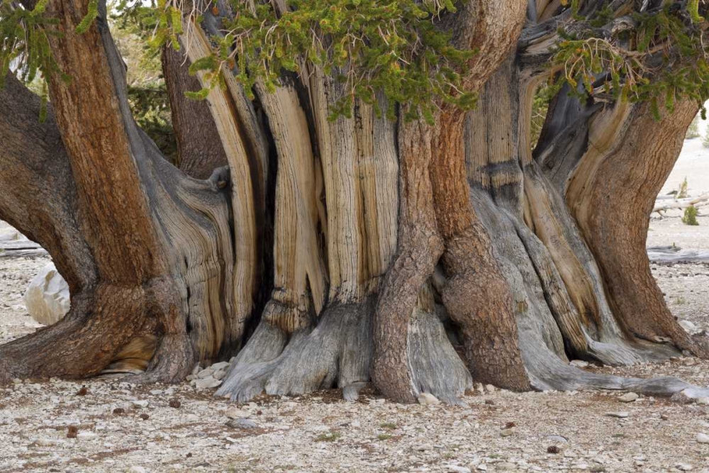 CA, Ancient Bristlecone Forest, The Patriarch art print by Don Paulson for $57.95 CAD