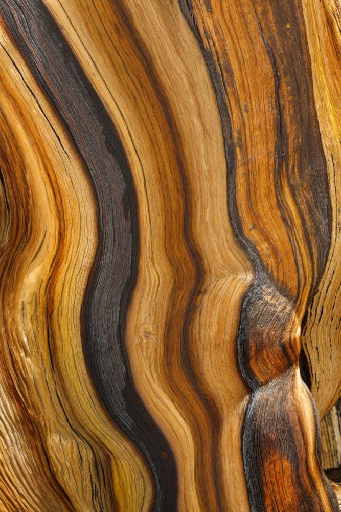 California, Inyo NF Patterns in bristlecone pine art print by Don Paulson for $57.95 CAD