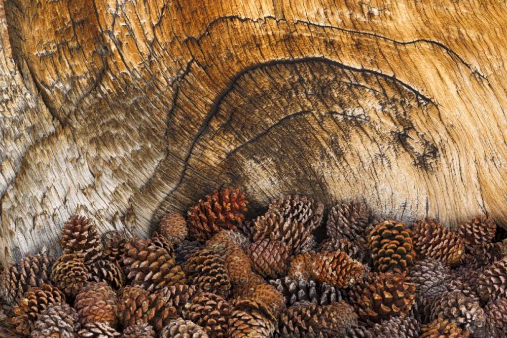 CA, Inyo NF Bristlecone pine cones art print by Don Paulson for $57.95 CAD
