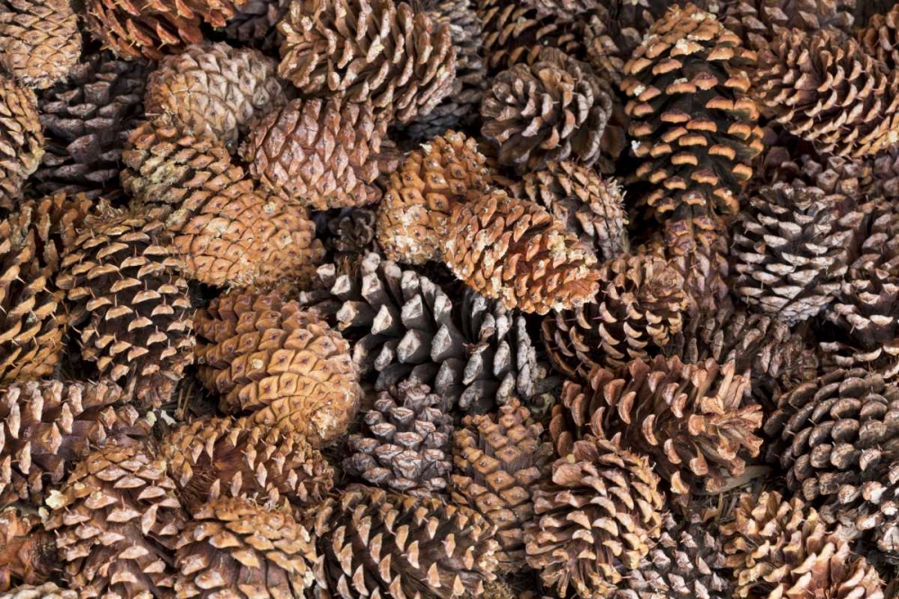 California, Inyo NF Bristlecone tree pine cones art print by Don Paulson for $57.95 CAD