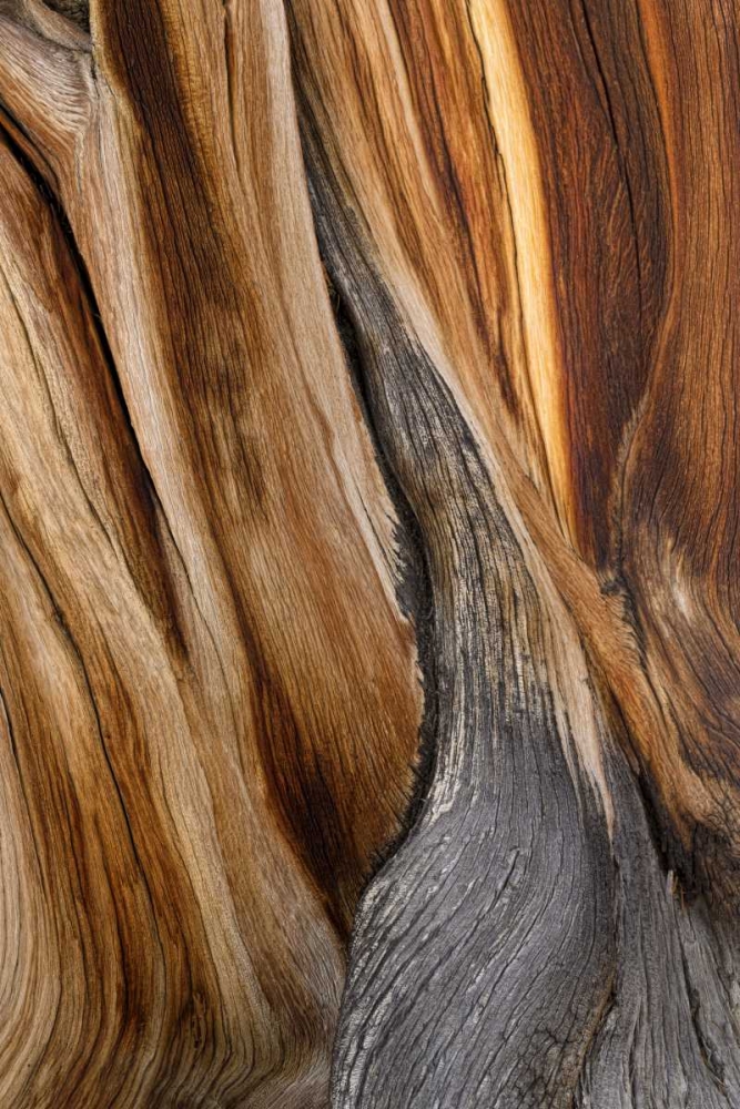 California, Inyo NF Patterns in bristlecone pine art print by Don Paulson for $57.95 CAD