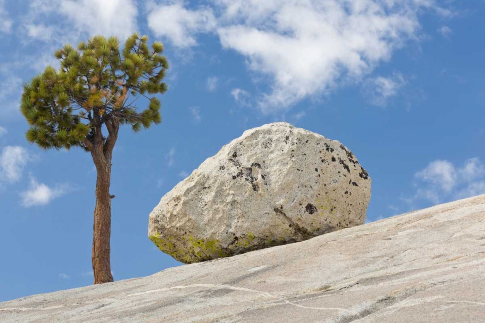 California, Yosemite NP Pine tree and boulder art print by Don Paulson for $57.95 CAD