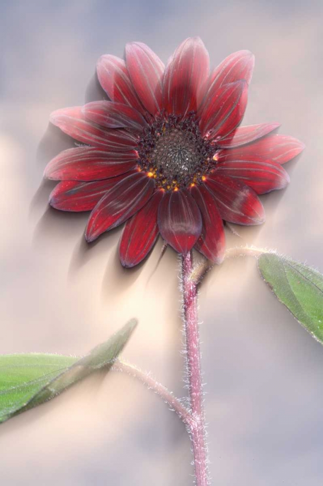Hybrid sunflower blowing in the wind art print by Christopher Talbot Frank for $57.95 CAD