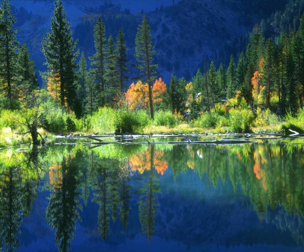 California, Sierra Nevada Mts, A beaver pond art print by Christopher Talbot Frank for $57.95 CAD