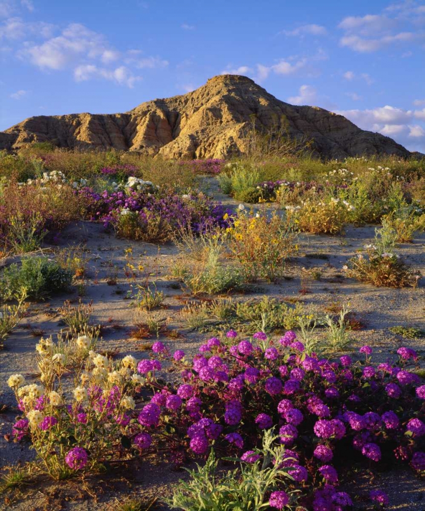 California, Anza-Borrego A mix of flowers art print by Christopher Talbot Frank for $57.95 CAD