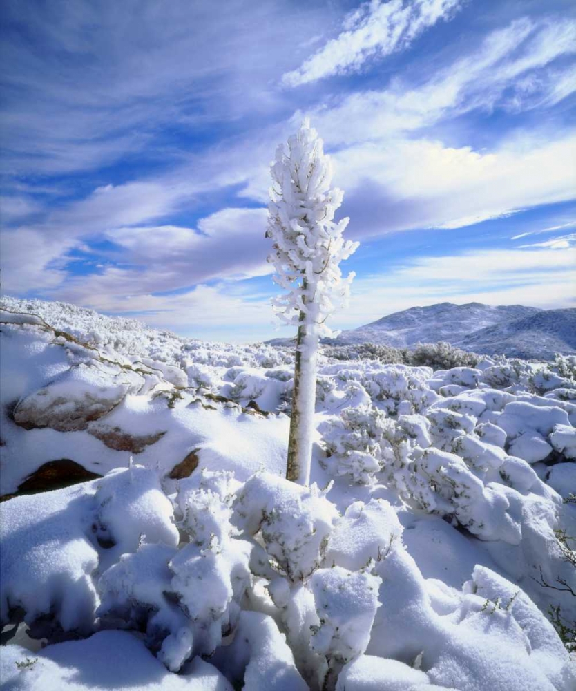 California, Anza-Borrego A snow covered yucca art print by Christopher Talbot Frank for $57.95 CAD