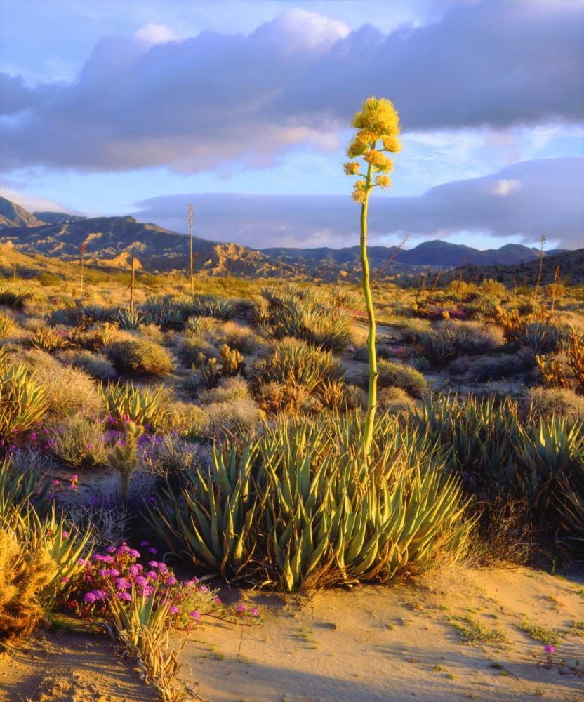 California, Anza-Borrego Desert SP Agave flowers art print by Christopher Talbot Frank for $57.95 CAD