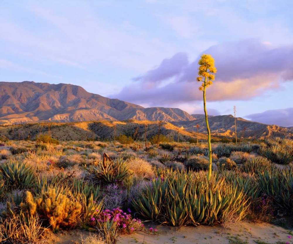 California, Anza-Borrego Desert SP Agave flowers art print by Christopher Talbot Frank for $57.95 CAD