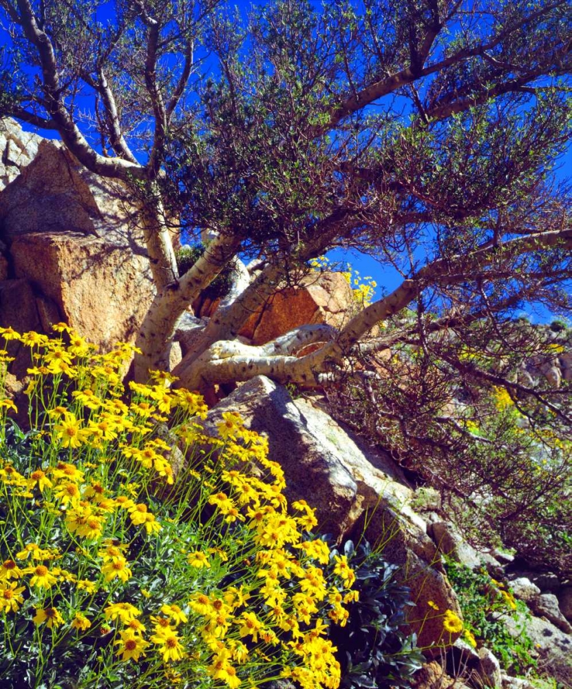 CA, Anza-Borrego Brittlebush and Elephant Tree art print by Christopher Talbot Frank for $57.95 CAD