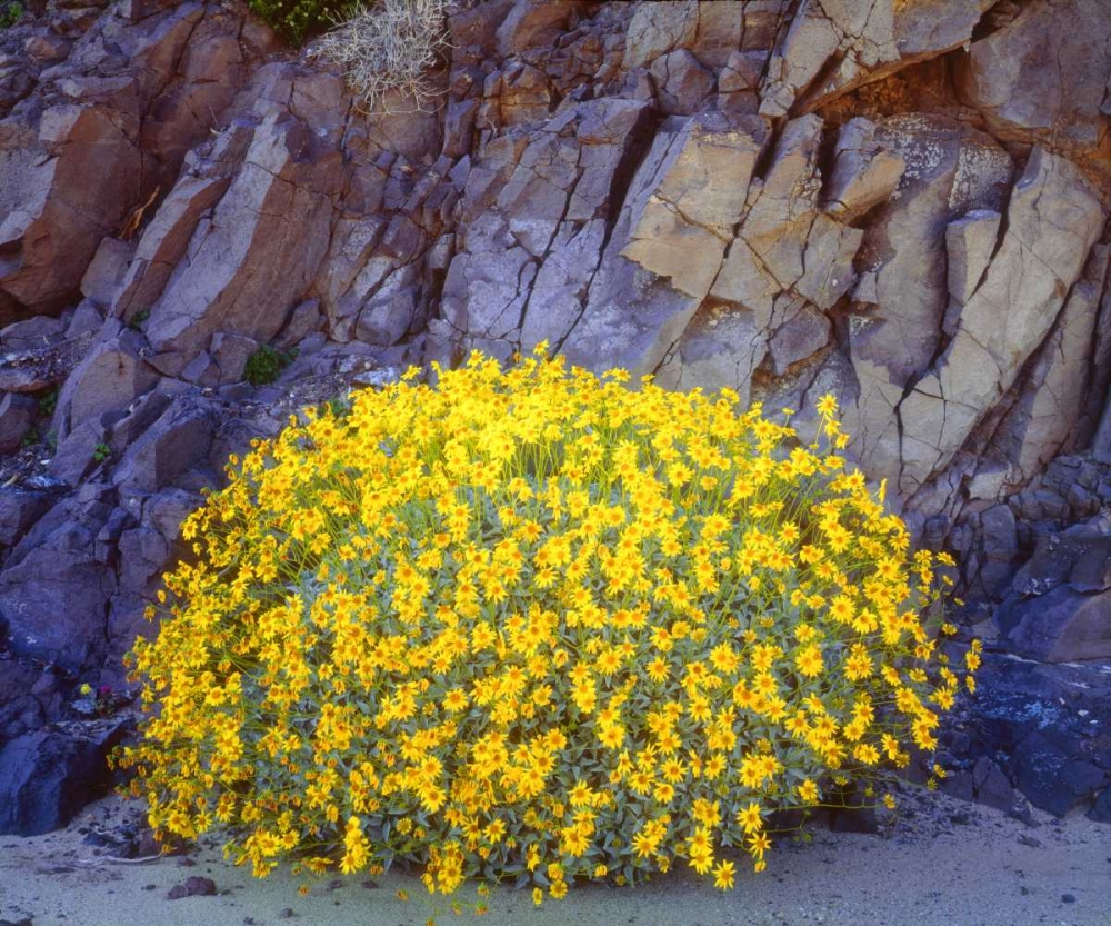 California, Anza-Borrego Brittlebush flowers art print by Christopher Talbot Frank for $57.95 CAD