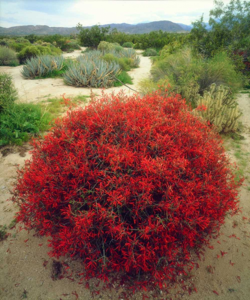 California, Anza-Borrego Chuparosa flowers art print by Christopher Talbot Frank for $57.95 CAD