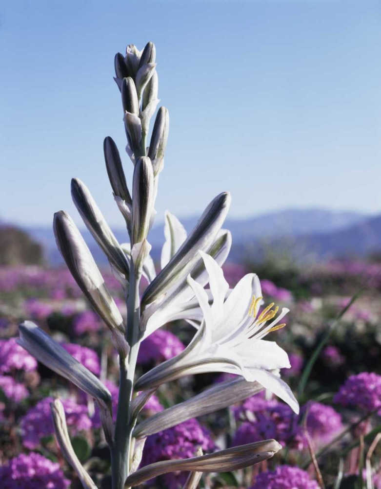 CA, Anza-Borrego Desert Lily and San Verbena art print by Christopher Talbot Frank for $57.95 CAD