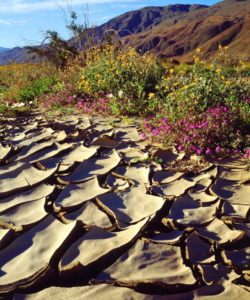 CA, Anza-Borrego Desert Poppy in cracked mud art print by Christopher Talbot Frank for $57.95 CAD