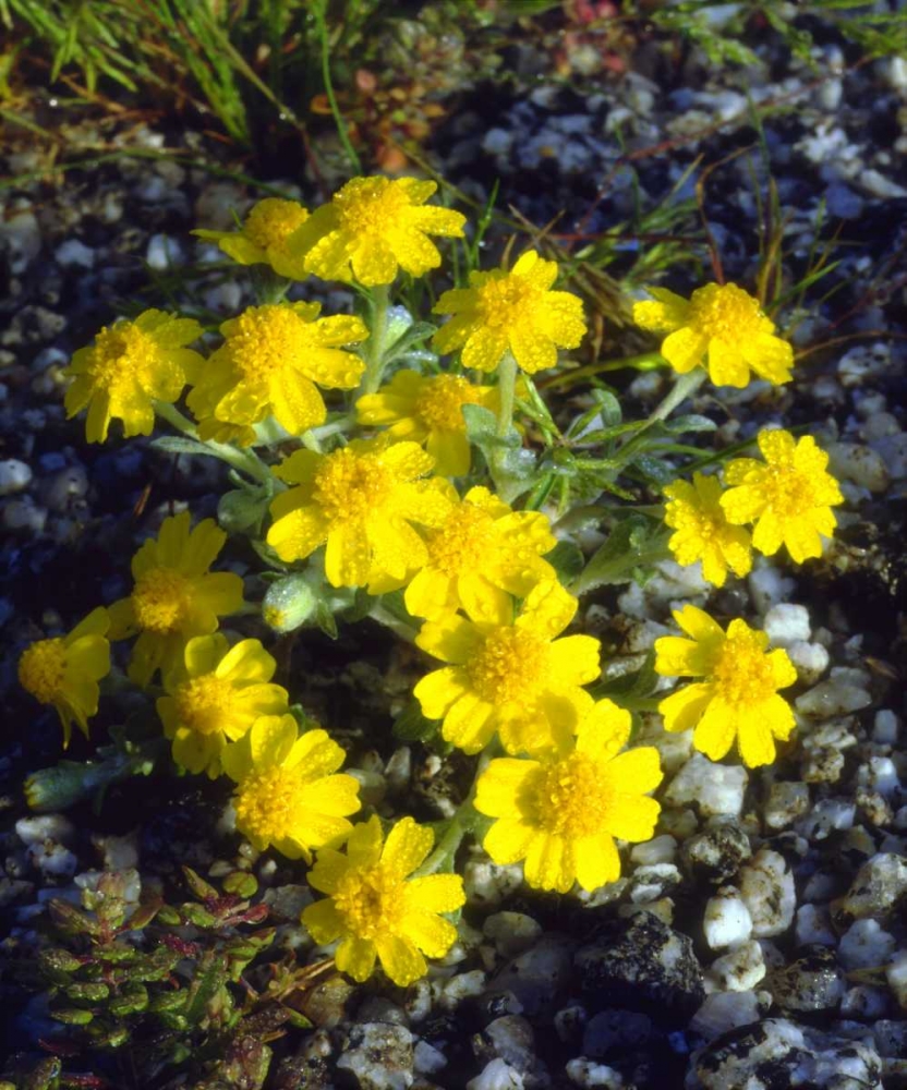 CA, Anza-Borrego Morning Dew on Daisy flowers art print by Christopher Talbot Frank for $57.95 CAD