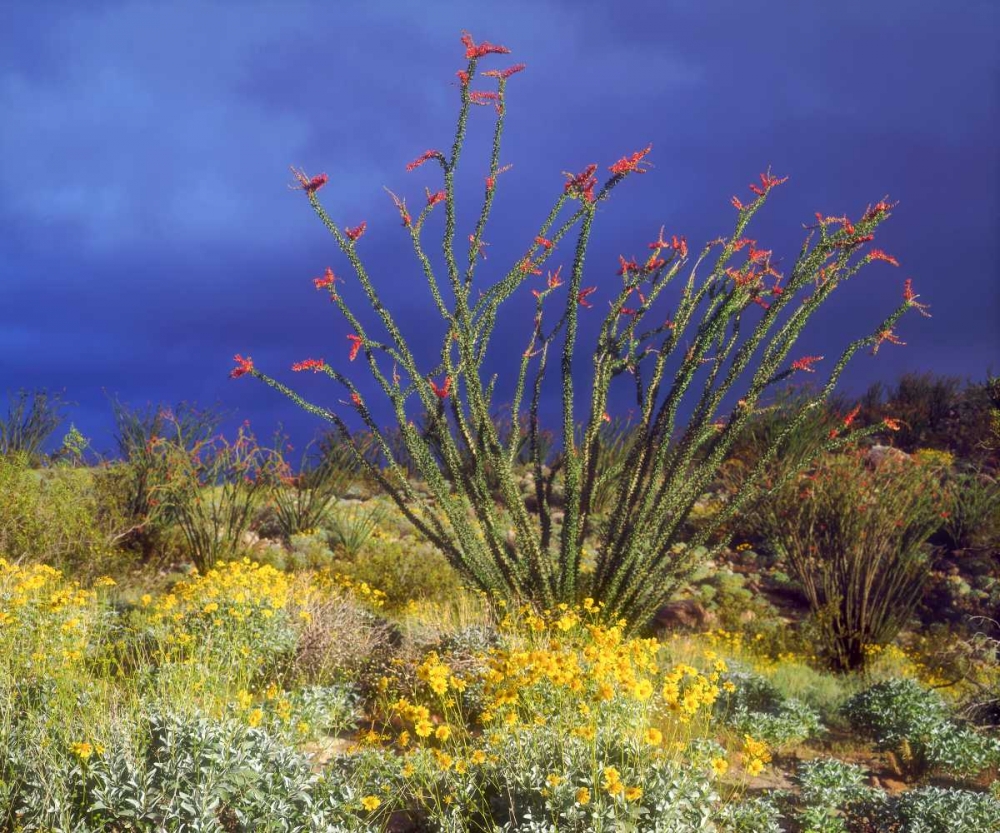 CA, Anza-Borrego Ocotillo and Brittlebush art print by Christopher Talbot Frank for $57.95 CAD