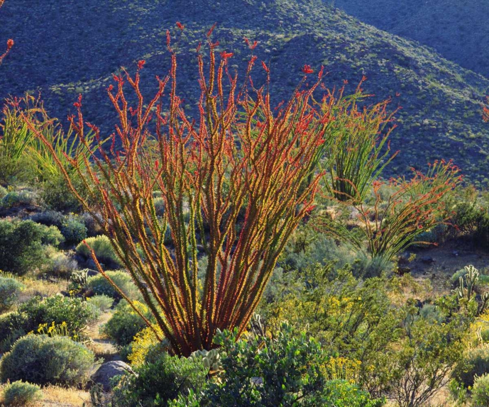 California, Anza-Borrego Ocotillo flowers art print by Christopher Talbot Frank for $57.95 CAD