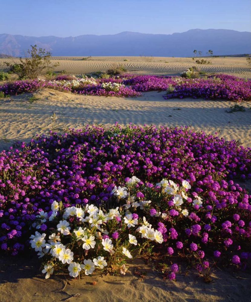 California, Anza-Borrego Desert Desert flowers art print by Christopher Talbot Frank for $57.95 CAD