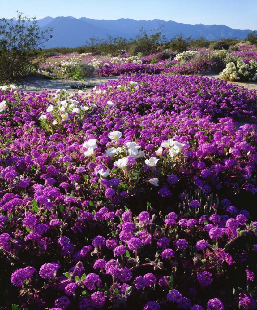 CA, Anza-Borrego Desert wildflowers art print by Christopher Talbot Frank for $57.95 CAD