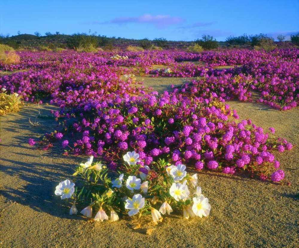 CA, Anza-Borrego Desert wildflowers art print by Christopher Talbot Frank for $57.95 CAD