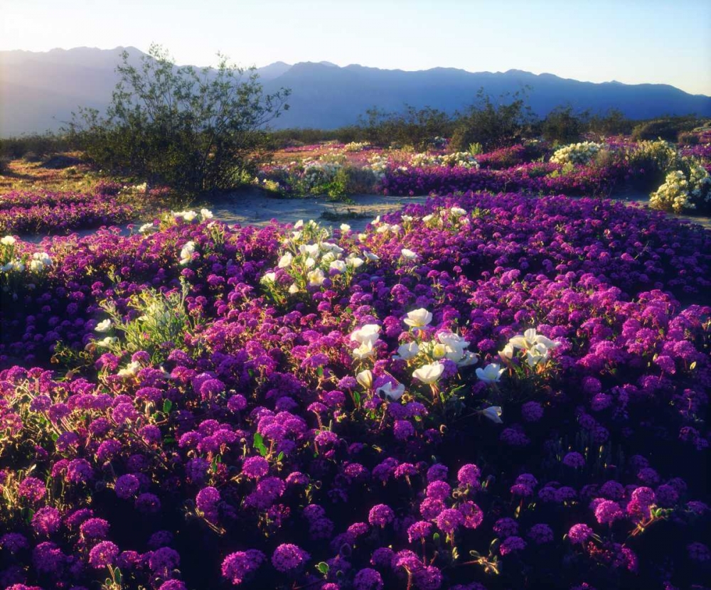 CA, Anza-Borrego Sand Verbena flowers at sunset art print by Christopher Talbot Frank for $57.95 CAD