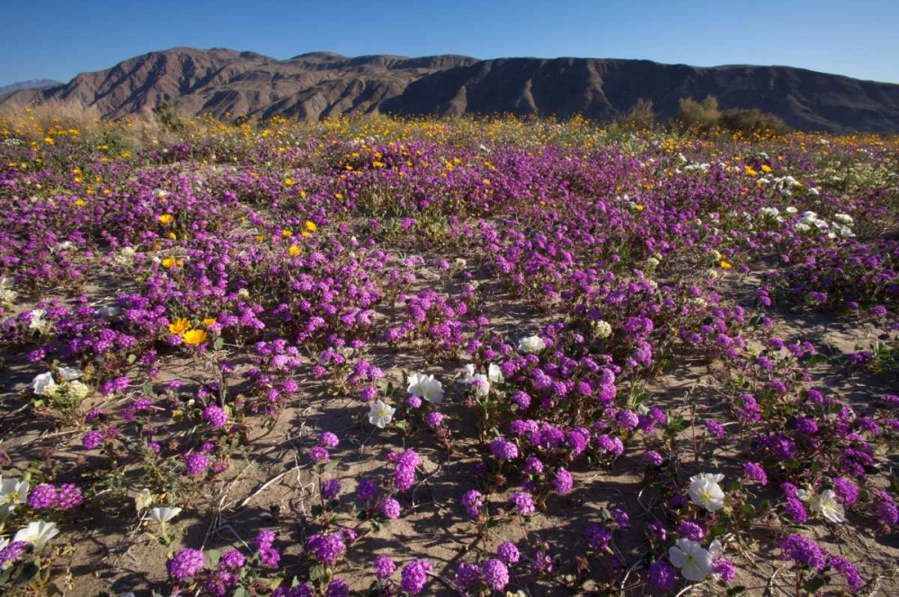 California, Anza-Borrego Desert Sand Verbena art print by Christopher Talbot Frank for $57.95 CAD