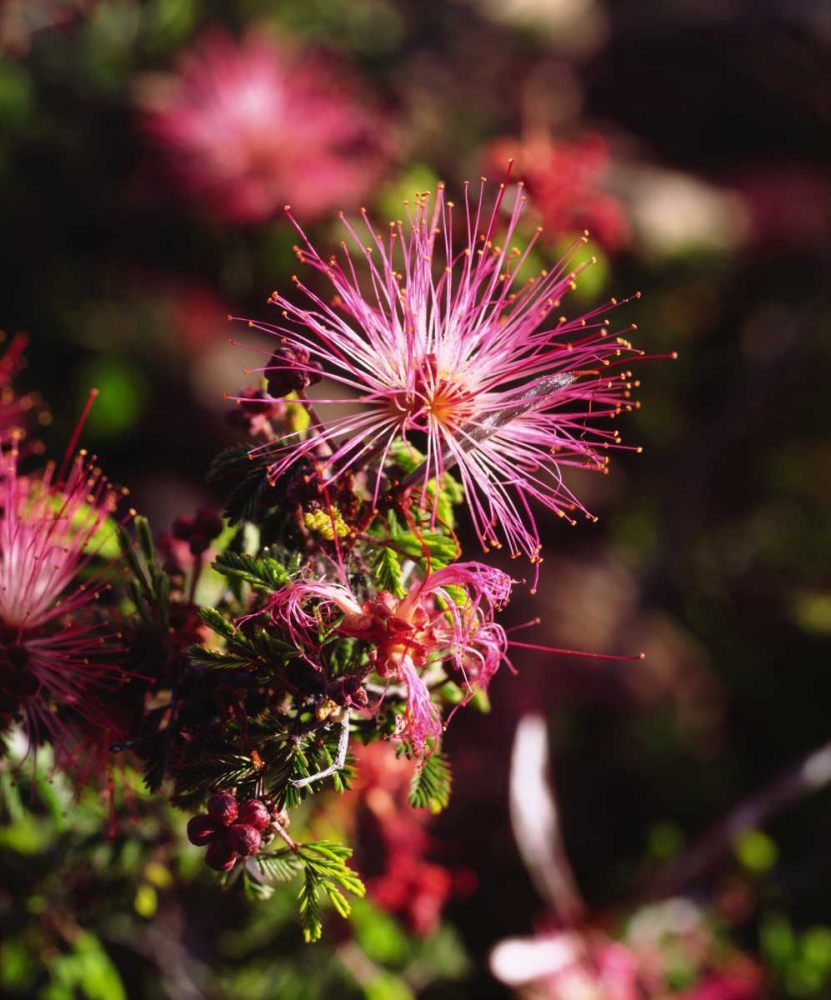 California, Anza-Borrego Desert SP Wildflower art print by Christopher Talbot Frank for $57.95 CAD