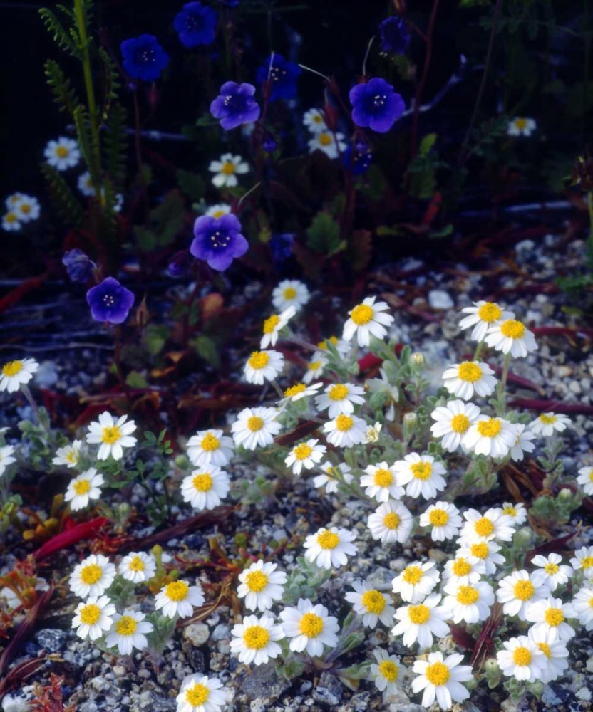 CA, Anza-Borrego Woolly Daisy and Phacelia art print by Christopher Talbot Frank for $57.95 CAD
