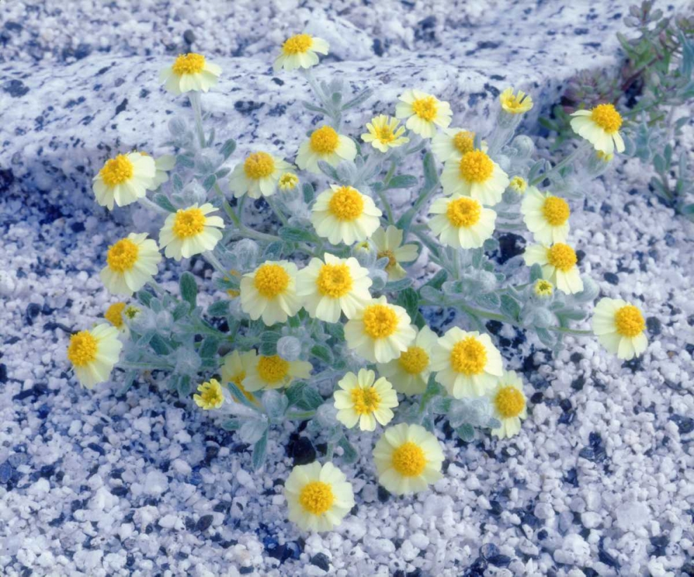 California, Anza-Borrego Desert Woolly Daisy art print by Christopher Talbot Frank for $57.95 CAD