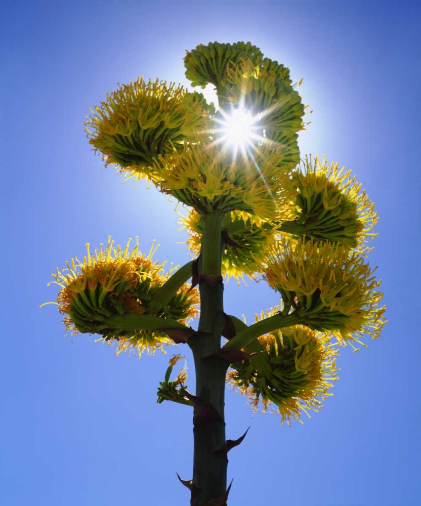 CA, Anza-Borrego Yellow flower backlit by sun art print by Christopher Talbot Frank for $57.95 CAD