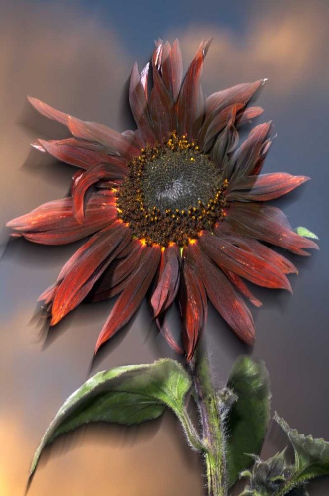 CA, Hybrid sunflower blowing in the wind at dusk art print by Christopher Talbot Frank for $57.95 CAD