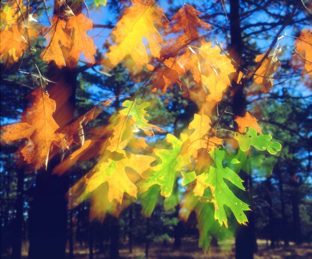 California, Black Oak Leaves blowing in the Wind art print by Christopher Talbot Frank for $57.95 CAD
