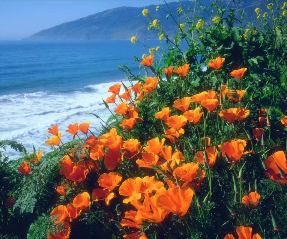 CA, California Poppies along the Pacific Coast art print by Christopher Talbot Frank for $57.95 CAD