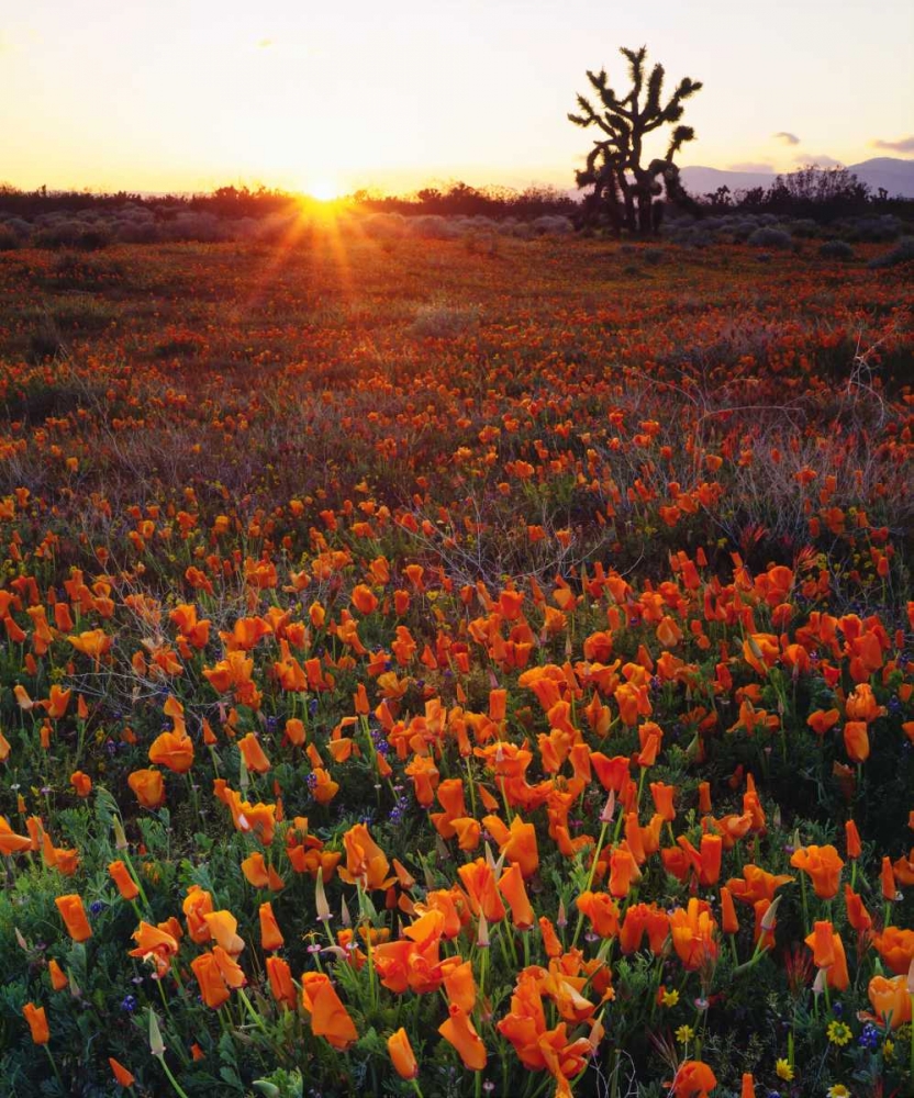 CA, California Poppies and a Joshua Tree art print by Christopher Talbot Frank for $57.95 CAD