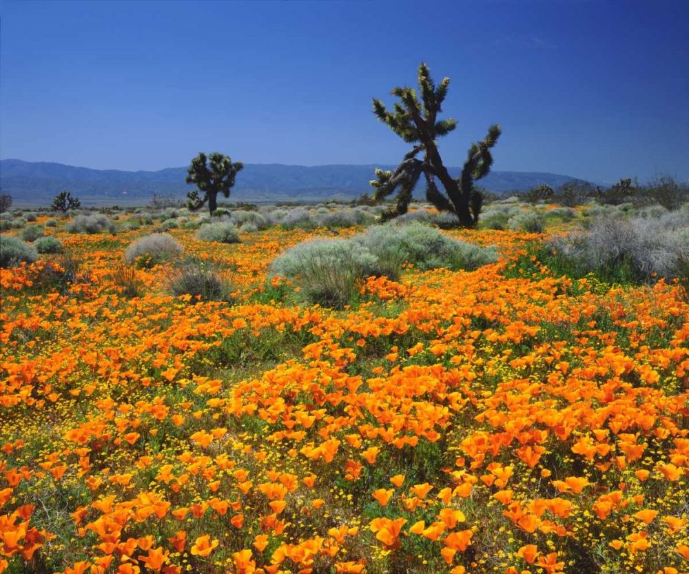 CA, California Poppies and the Joshua Trees art print by Christopher Talbot Frank for $57.95 CAD