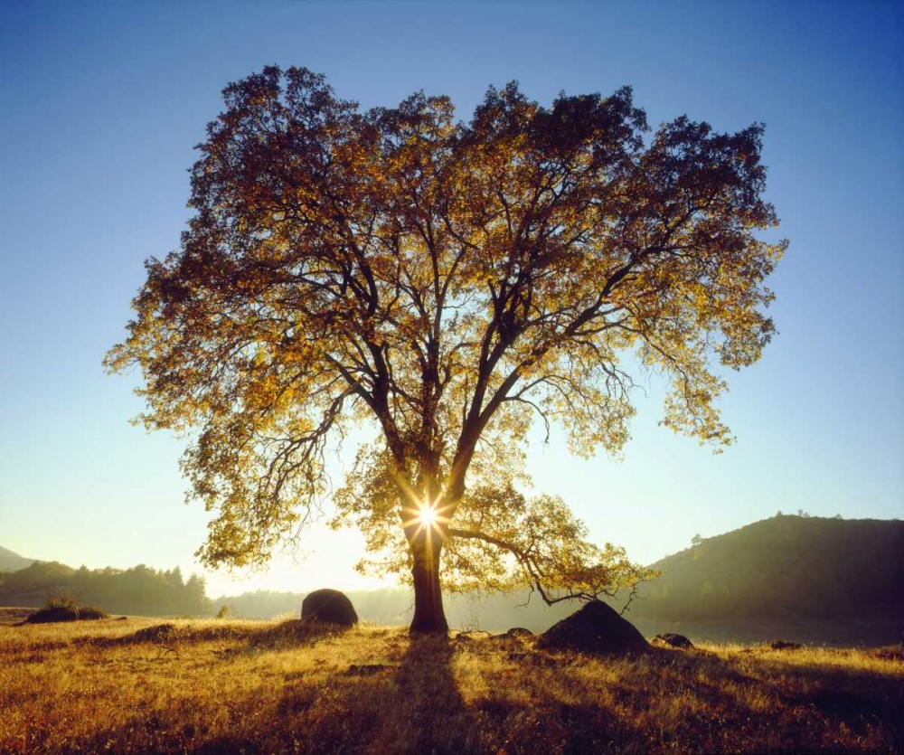 California, Cleveland NF Black Oak Trees, Autumn art print by Christopher Talbot Frank for $57.95 CAD