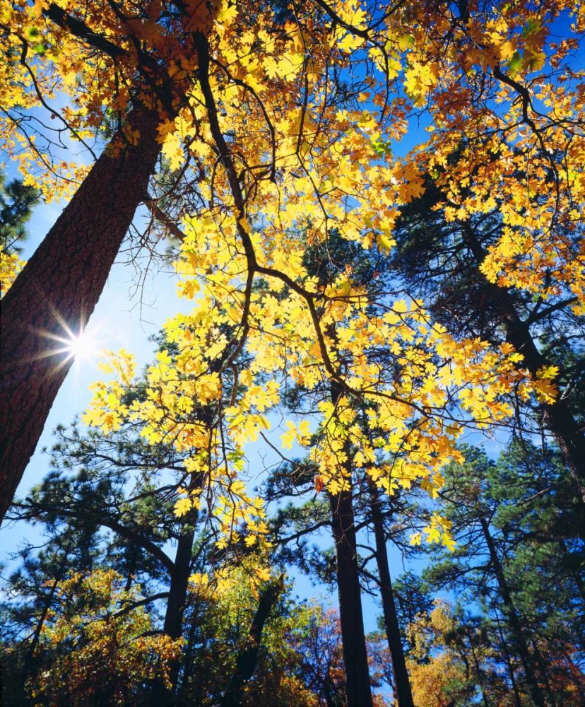 California, Cleveland NF Black Oak Trees, Autumn art print by Christopher Talbot Frank for $57.95 CAD